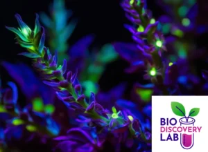 Bioluminescent plant in bright green and purple.
