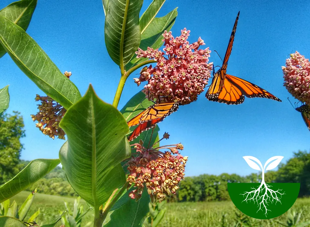 Milkweed