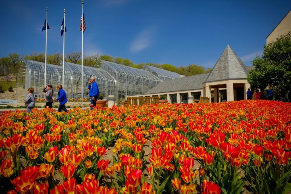 A vibrant field of red and yellow tulips blooms in front of the glass conservatory at Lauritzen Gardens on a sunny spring day.