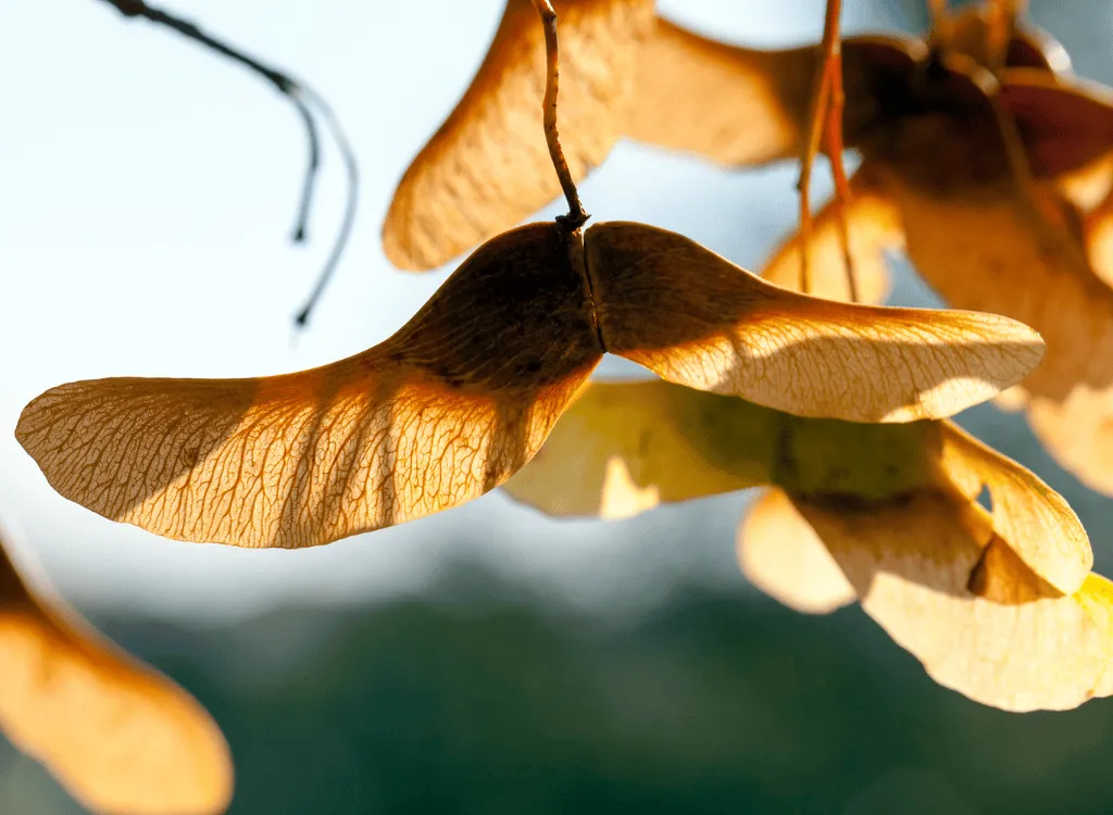 Maple tree seeds hanging from a branch.
