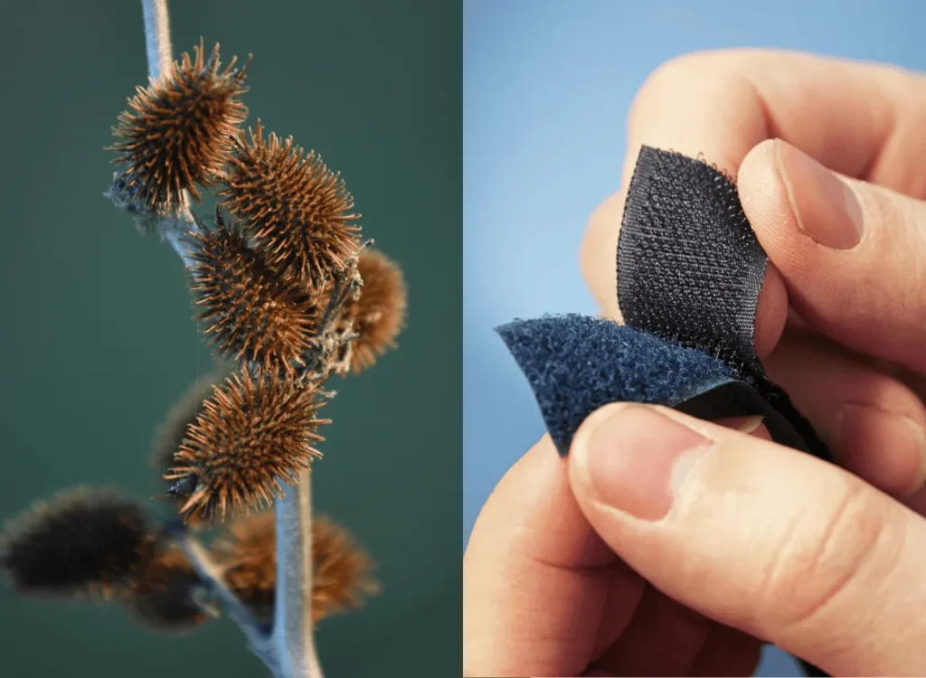 Two side-by-side images. On the left, burrs on a branch and on the right a close view of two hands pulling apart velcro.